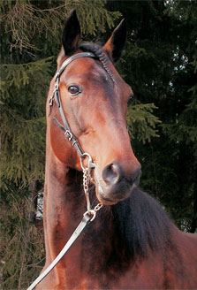 Beissinger Hanover